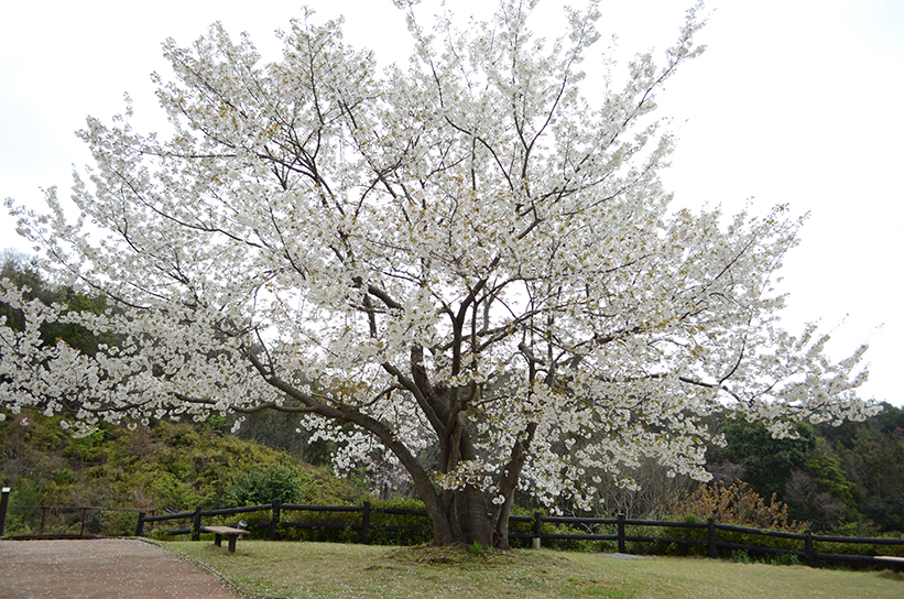 20170409　【桜情報】いちばんの見ごろを迎えています！12